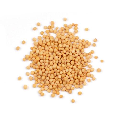 Mustard Seeds Yellow